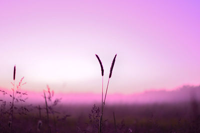 Plants growing at sunset