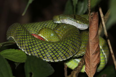 Close-up of sumatran pit viper on branch