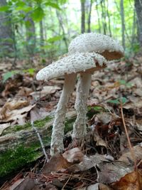 Close-up of mushroom growing on field