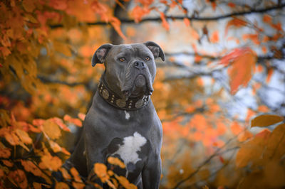 Close-up of dog