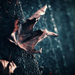 Close-up of leaf in water
