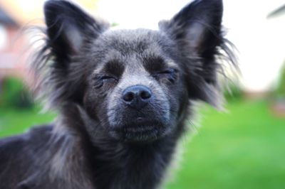 Close-up portrait of a dog