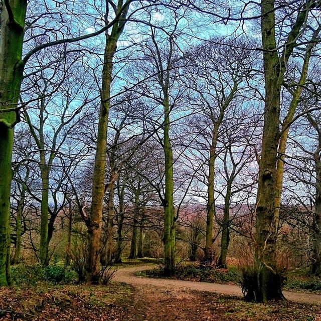 tree, tranquility, tree trunk, forest, tranquil scene, growth, nature, branch, woodland, beauty in nature, the way forward, scenics, bare tree, landscape, non-urban scene, day, outdoors, no people, idyllic, sky