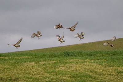 Flock of birds flying over land against sky