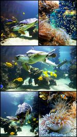 Close-up of fish swimming in aquarium