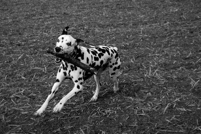 Dog in a field