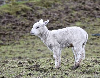 Sheep standing in a field