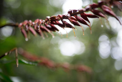 Close-up of plant against blurred background