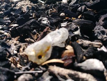 Close-up of crab on beach