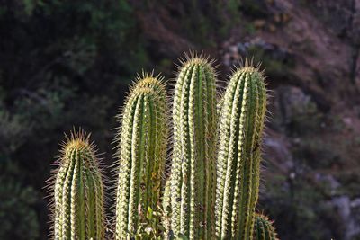 Close-up of succulent plant on field