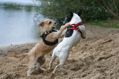 Dogs playing on lakeshore