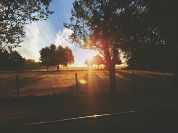 Silhouette of trees on field at sunset