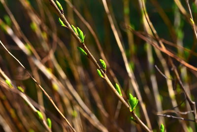 Close-up of crops growing on field