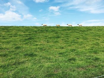 Cows grazing on field against sky