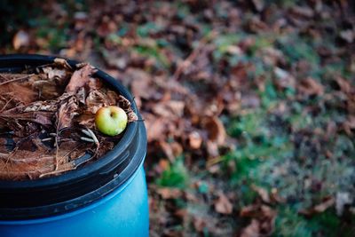 High angle view of fruit on container