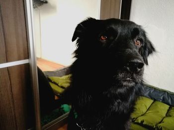 Close-up portrait of black dog relaxing at home