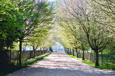 Footpath amidst trees in forest