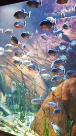 Close-up of fish in aquarium