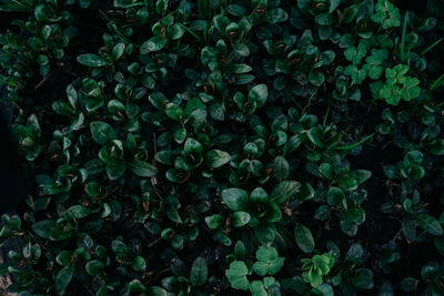 Full frame shot of plants