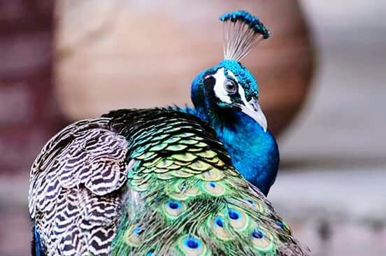 CLOSE-UP OF PEACOCK AGAINST BLUE BACKGROUND