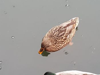 High angle view of mallard duck swimming in lake