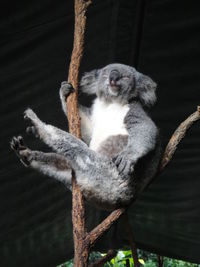 Monkey sitting on tree branch in zoo