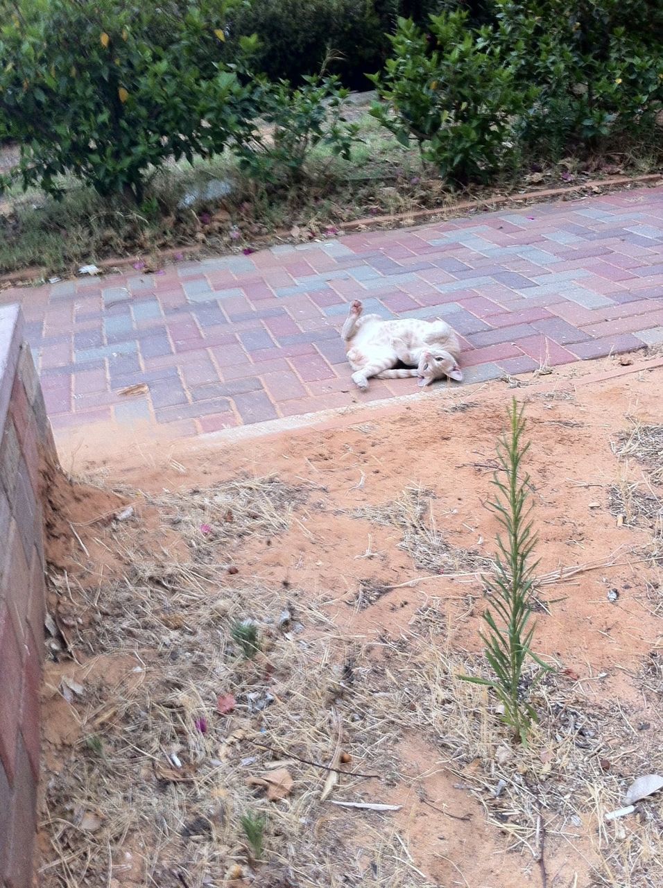 animal themes, plant, one animal, grass, domestic animals, field, mammal, nature, high angle view, dirt, outdoors, day, growth, tree, sunlight, no people, wildlife, animals in the wild, dog, rock - object