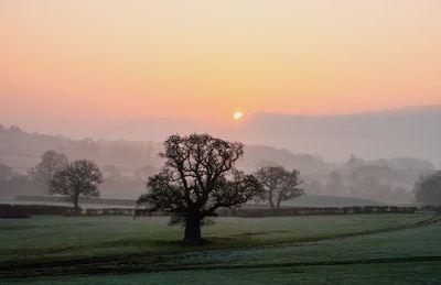 Trees on field against sky during sunset