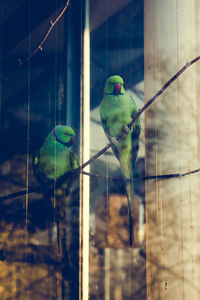 Close-up of parrot perching in cage