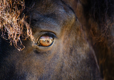 Close-up of horse