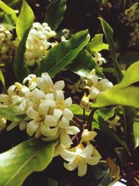 Close-up of plant
