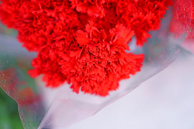 Close-up of red rose flower