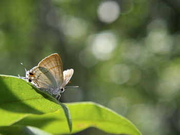 Close-up of butterfly on leaf