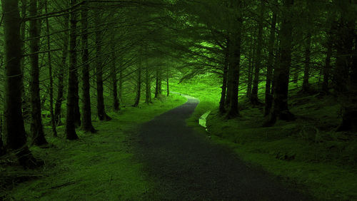 Scenic view of bamboo trees in forest