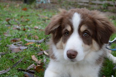 Close-up portrait of dog on field