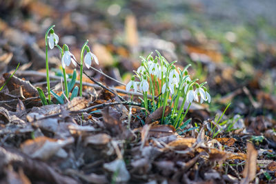 Close-up of flowering plant on field