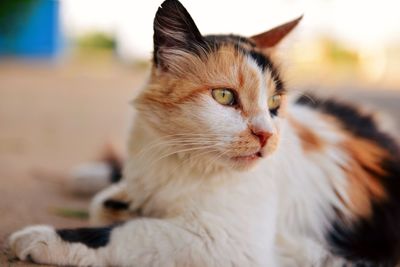 Close-up of stray cat relaxing on footpath