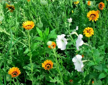High angle view of flowering plants