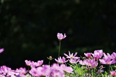Close-up of pink flowers