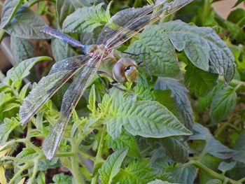 Close-up of insect on plant