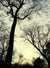 Low angle view of bare trees against sky