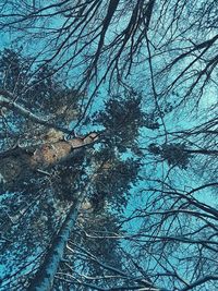 Low angle view of bare trees in forest