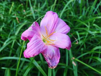 Close-up of pink day lily blooming outdoors