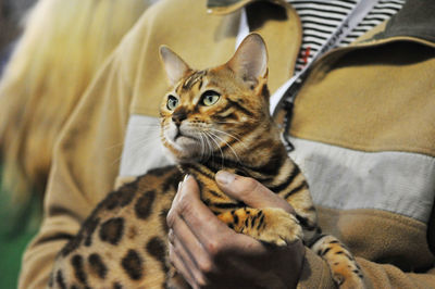 Close-up of man holding kitten