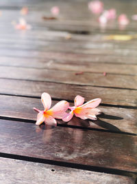 Close-up of frangipani on footpath