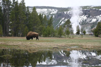 Horses in a lake