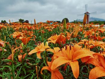 Close-up of orange flowering plants on field against sky