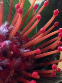 Close-up of pink flowers