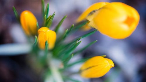 Close-up of yellow crocus blooming outdoors