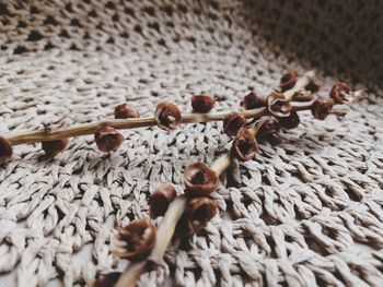 High angle view of shells on table